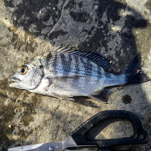 チヌの釣果