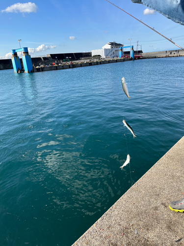 マイワシの釣果