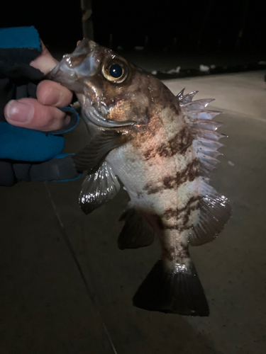 アカメバルの釣果