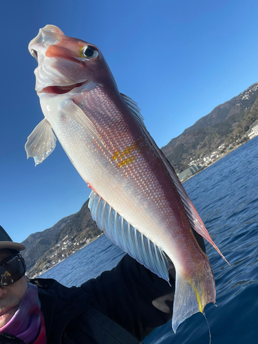 アマダイの釣果