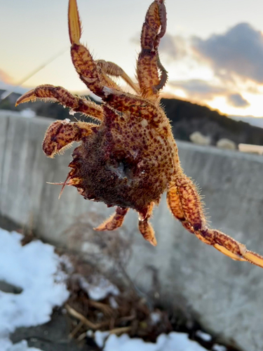 クリガニの釣果