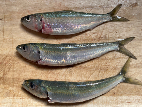 カタボシイワシの釣果