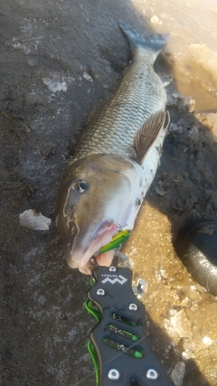 ニゴイの釣果