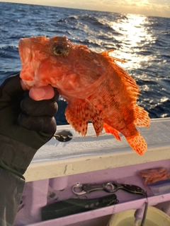 オニカサゴの釣果