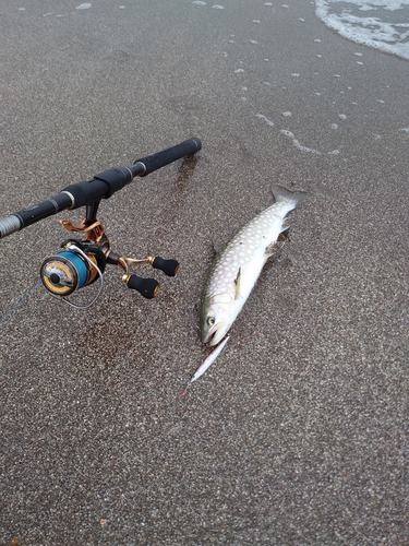 アメマスの釣果