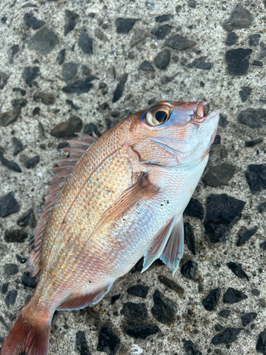 マダイの釣果