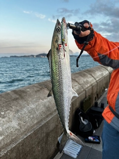 サゴシの釣果