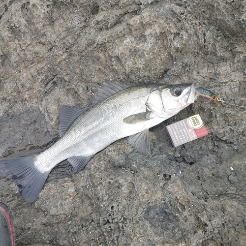 ヒラスズキの釣果