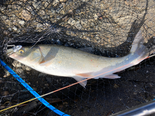 ウグイの釣果