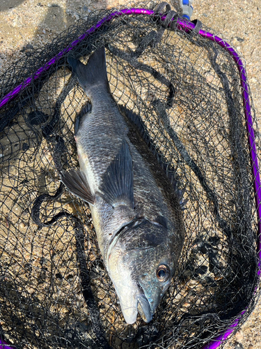 チヌの釣果