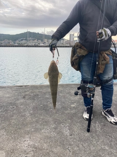 コチの釣果