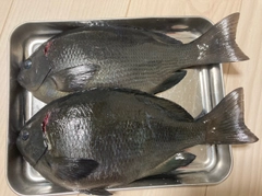 グレの釣果