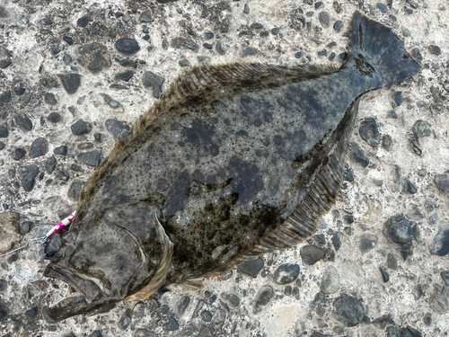 ヒラメの釣果