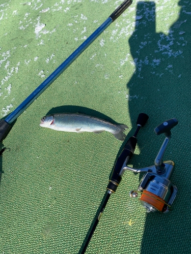 ニジマスの釣果