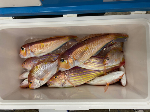 アマダイの釣果