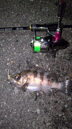 シロメバルの釣果