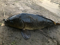 コイの釣果