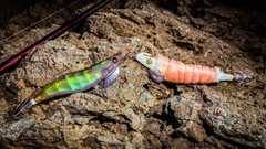 ヤリイカの釣果