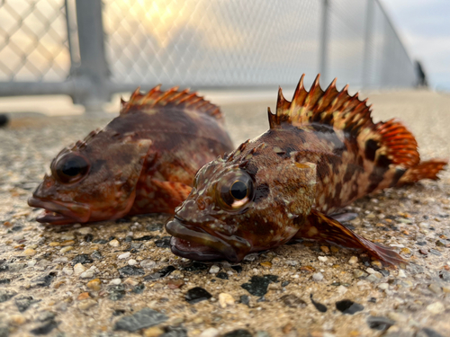 カサゴの釣果