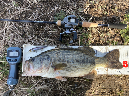 ブラックバスの釣果