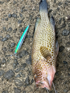 オオモンハタの釣果