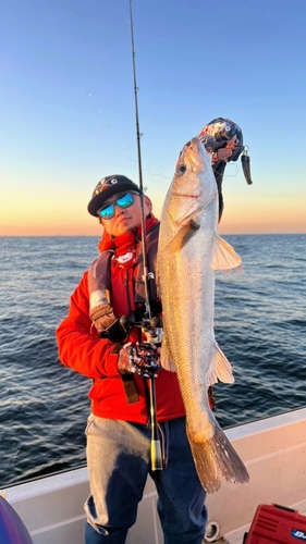 スズキの釣果