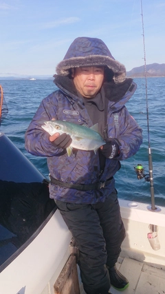 ヤズの釣果