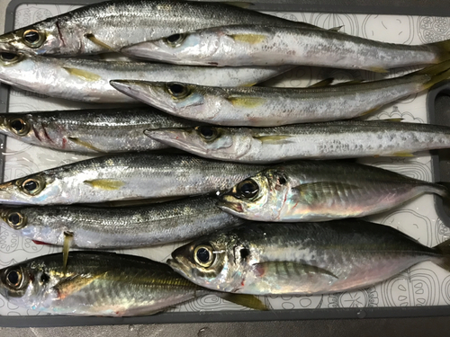 カマスの釣果