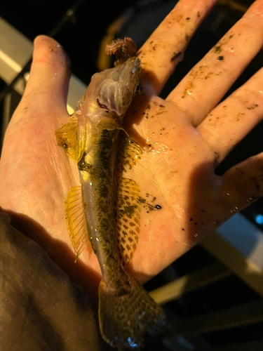 マハゼの釣果