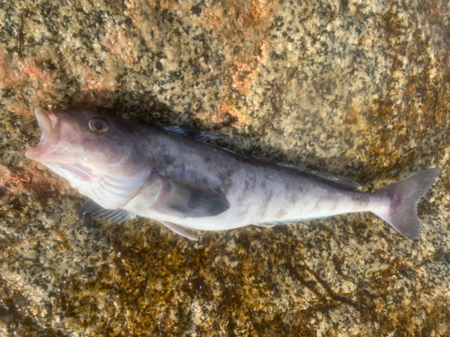 ホッケの釣果