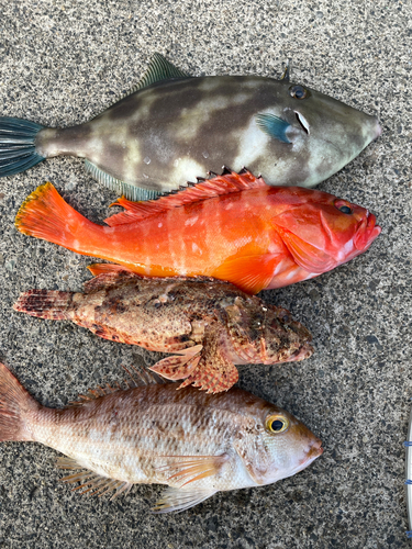 ウマヅラハギの釣果