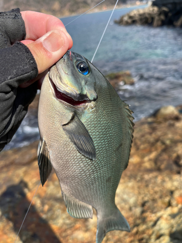 メジナの釣果