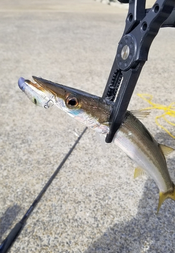 アカカマスの釣果