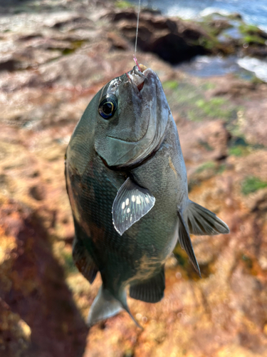 メジナの釣果