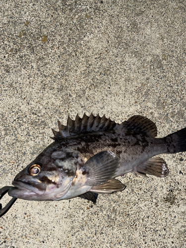 クロソイの釣果