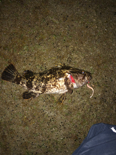 タケノコメバルの釣果