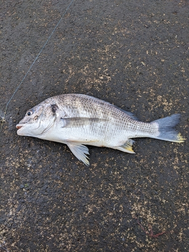 太田川放水路で釣れたキビレの釣り・釣果情報 - アングラーズ