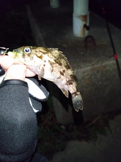 タケノコメバルの釣果