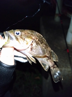 タケノコメバルの釣果