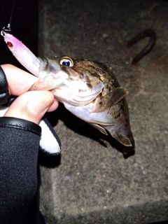 タケノコメバルの釣果