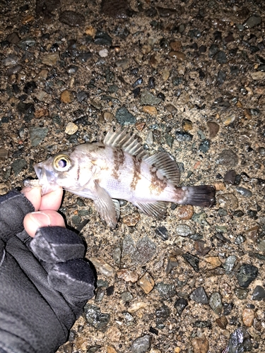 メバルの釣果