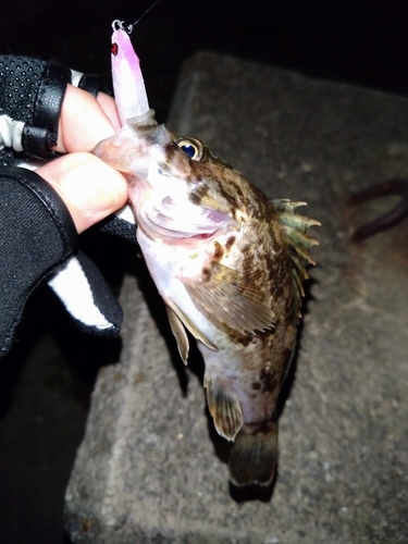 タケノコメバルの釣果