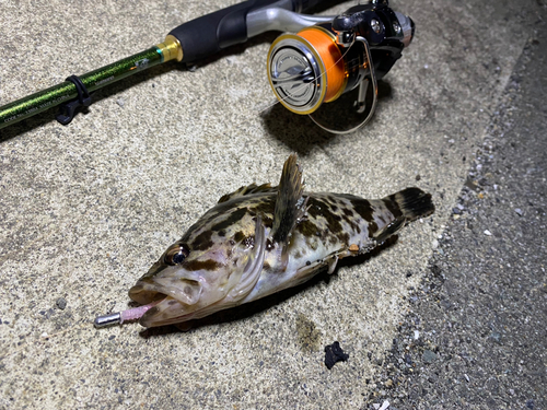 タケノコメバルの釣果