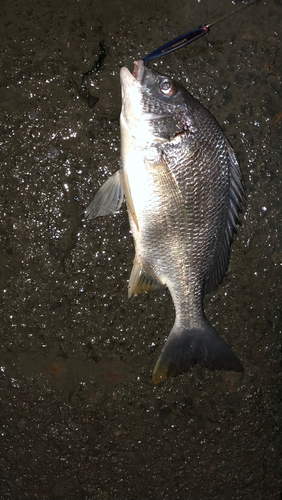 キチヌの釣果