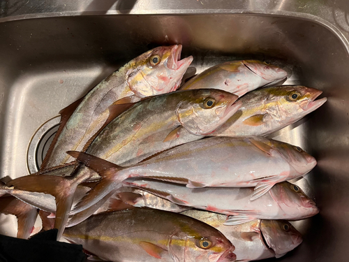 カンパチの釣果