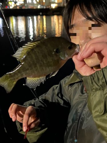 ブルーギルの釣果