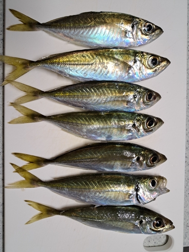 マルアジの釣果