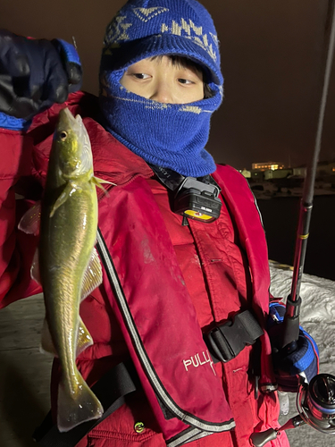 コマイの釣果