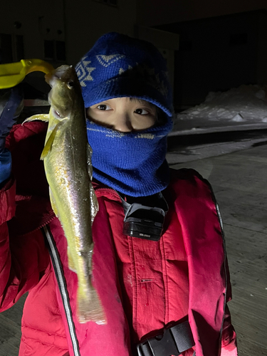 コマイの釣果