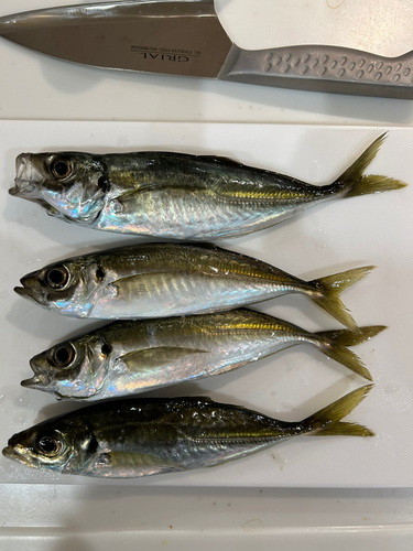 アジの釣果